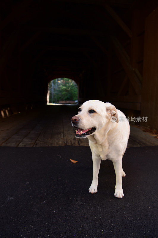 在桥上的拉布拉多寻回犬