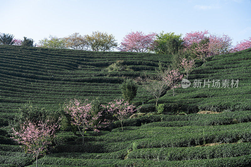 樱花盛开的茶园