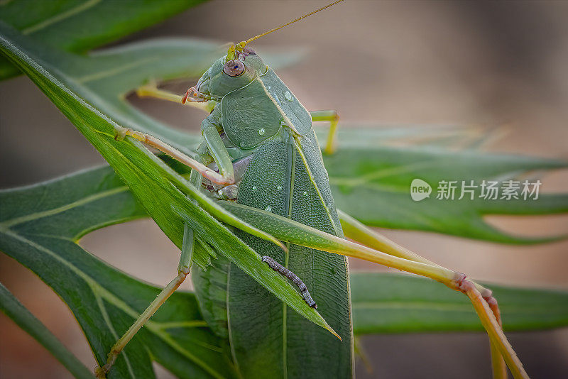 常见的绿色蚱蜢