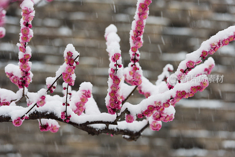 梅花在春天的雪地里盛开