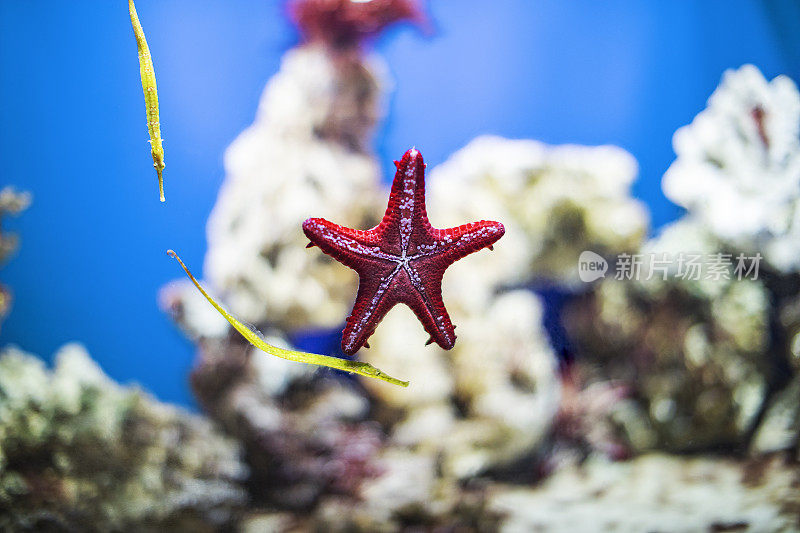 水族馆里的红色海星