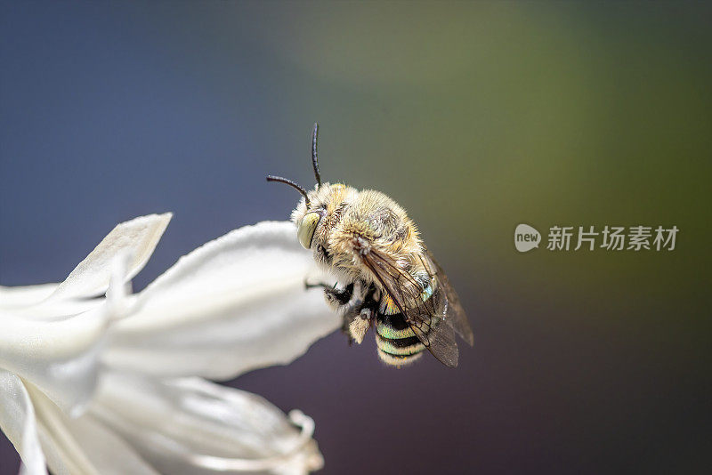 蓝带蜜蜂(Amegilla)