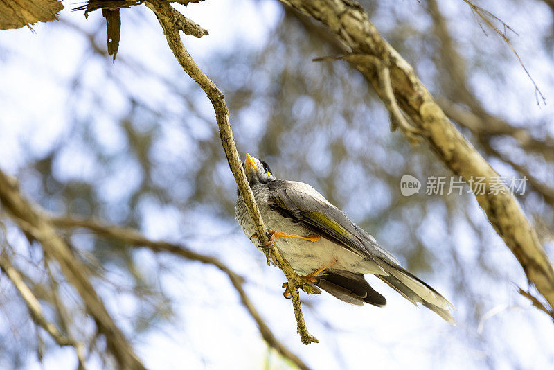 吵闹的矿鸟坐在树枝上，背景与拷贝空间