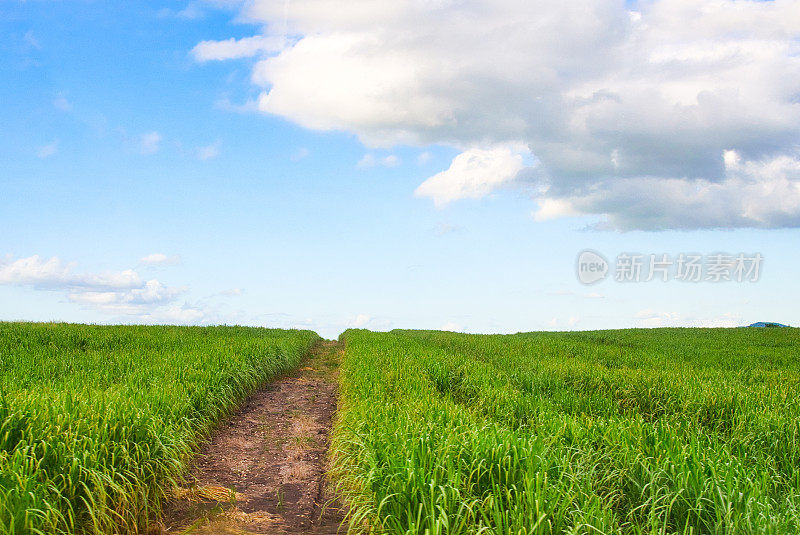 甘蔗种植园