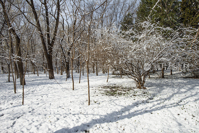 公园里的雪