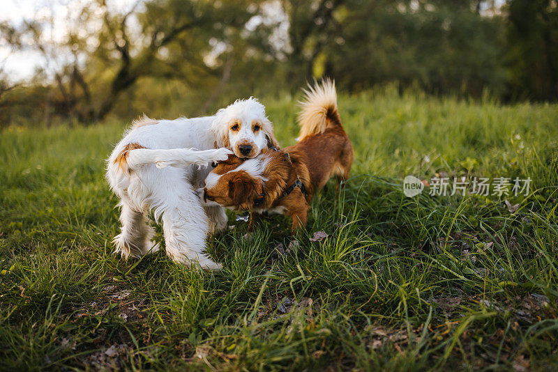 两只可爱欢快的狗在绿色的草地上奔跑玩耍