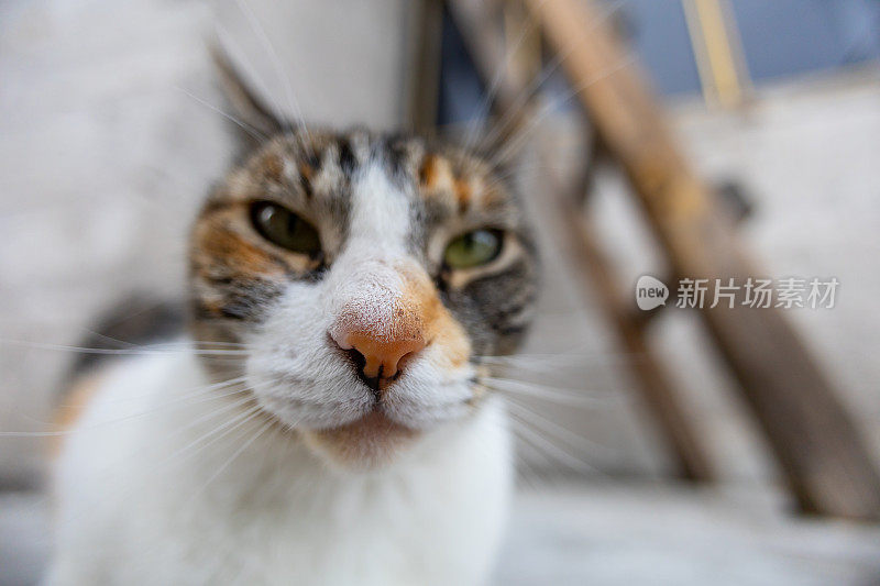 猫鼻子的细节