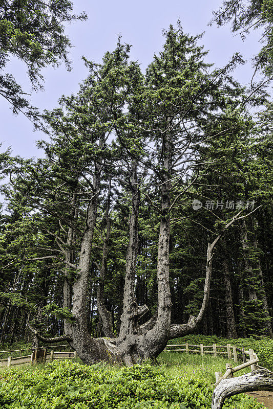 章鱼树(也被称为大烛台树、议会树和怪物树)是美国俄勒冈州蒂拉穆克县的一棵锡特卡云杉。