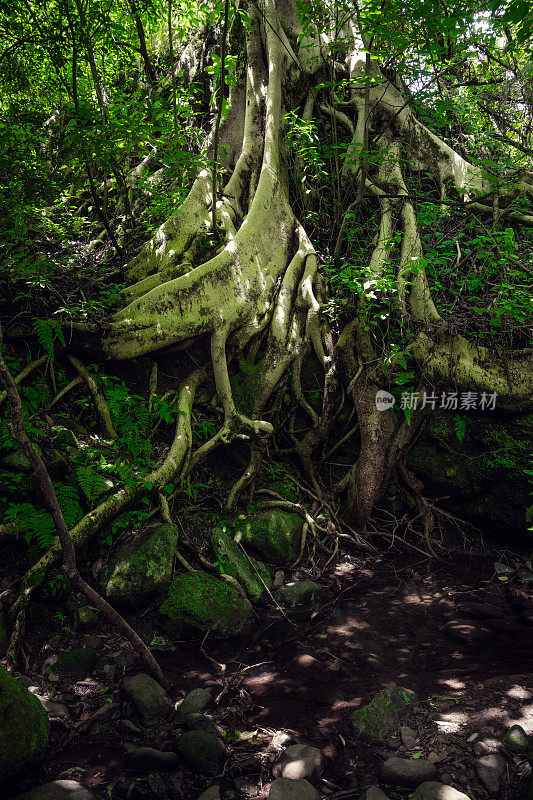 巨大的树木在热带森林中扎根。树木扎根于绿色的森林。可持续旅游的概念。在绿色的森林里徒步旅行。徒步旅行的概念。Amatlan、墨西哥