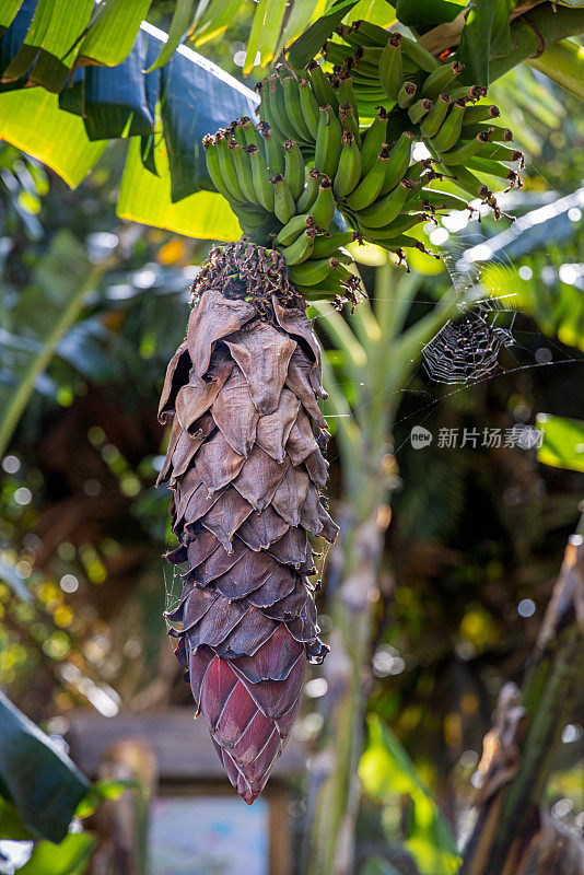 香蕉棕榈树上的花朵和果实