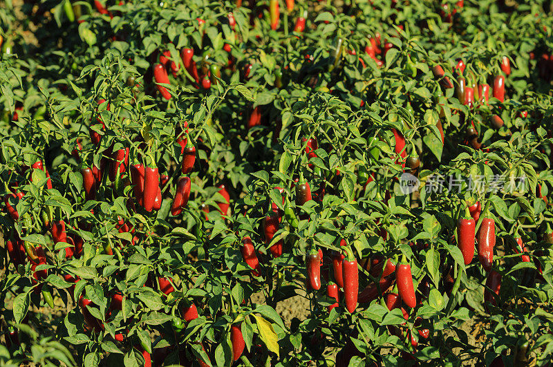 红辣椒在植物上成熟的特写
