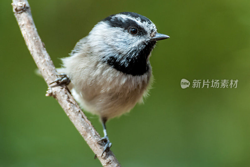 山雀栖息在树枝上