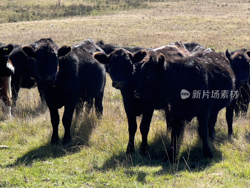 黑安格斯牛