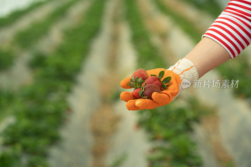 近距离照片草莓在妇女手中在温室