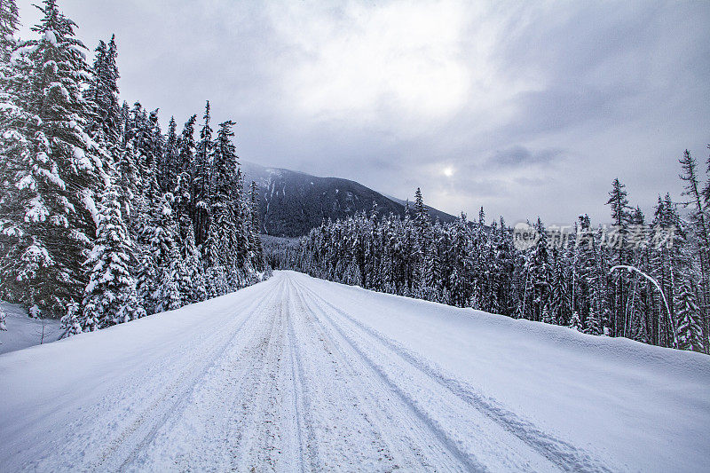 旅行冬季的场景，积雪覆盖的道路两旁的松树和戏剧性的天空