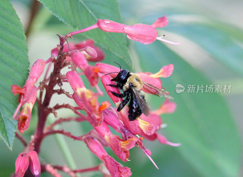 大黄蜂在花