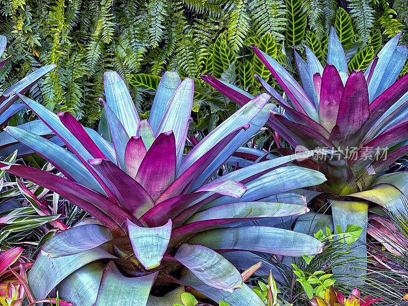 令人惊叹的紫色观赏植物。
