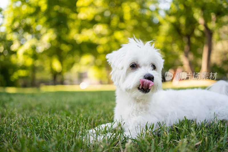 这只马耳他犬在阳光明媚的夏日公园里