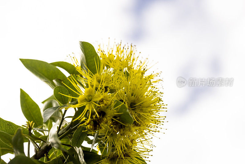 特写美丽的本土黄花，复制空间的背景