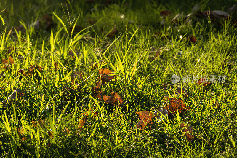 阳光照在草地上的黄叶上