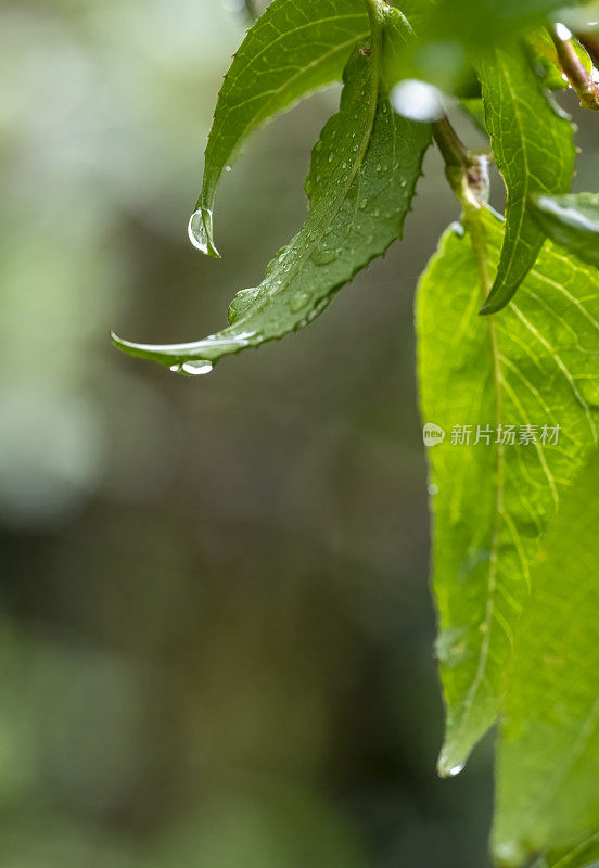 雨珠从树叶上滴下来