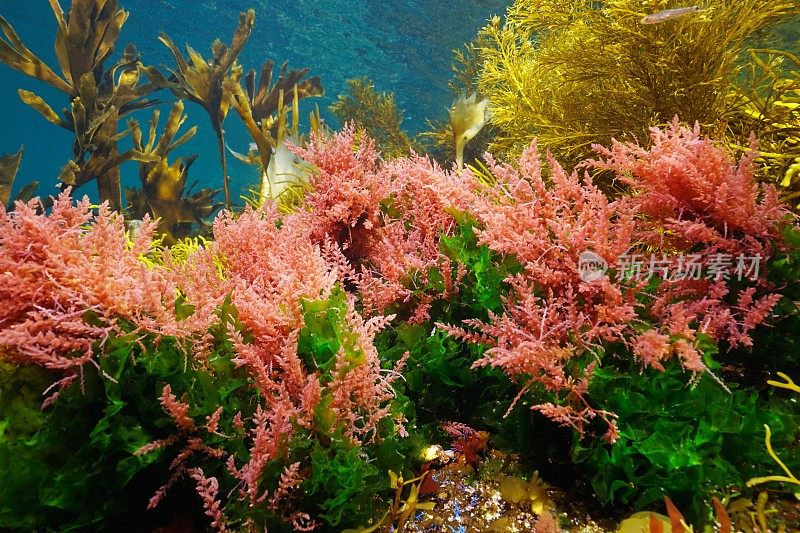 海藻在海底会变颜色