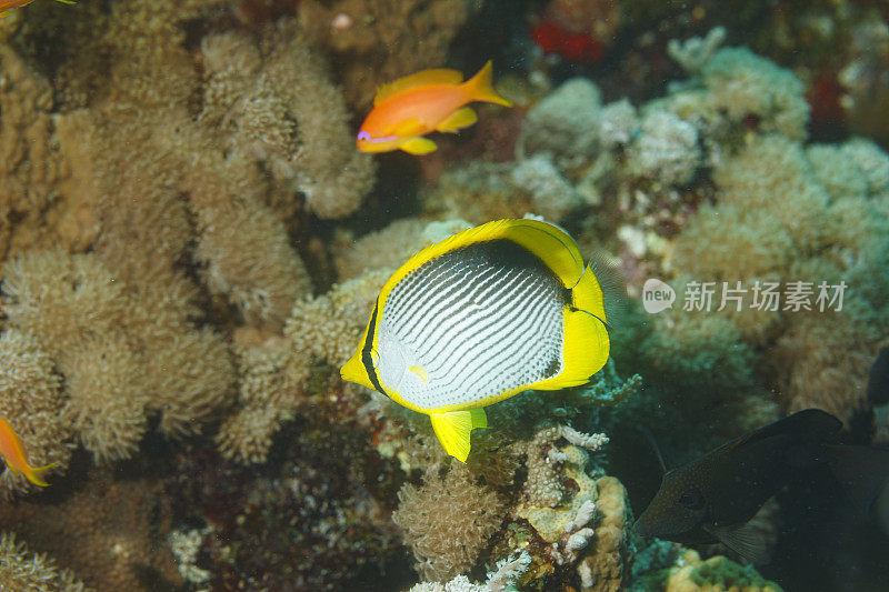 黑背蝴蝶鱼海洋生物黑背珊瑚礁水肺潜水