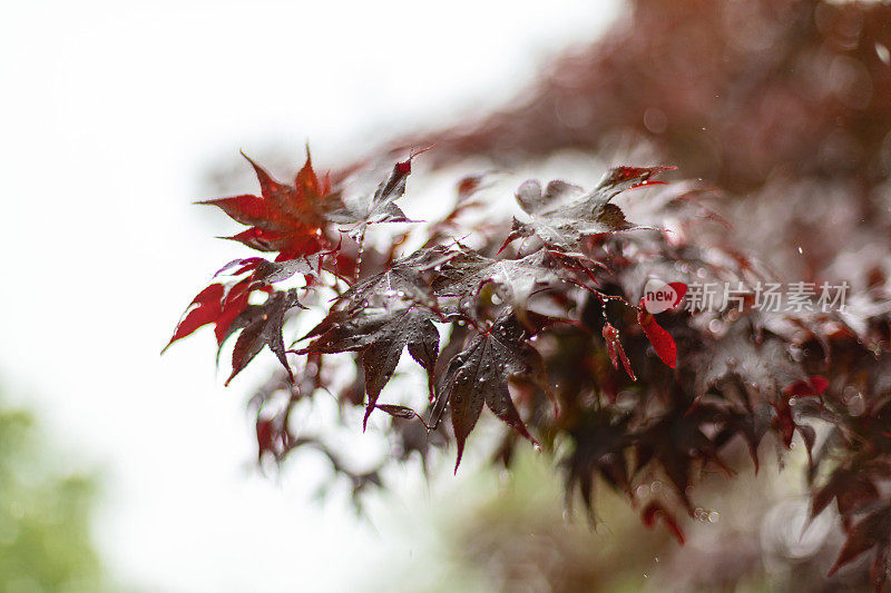 雨在日本枫树-美国中西部的春天天气和季节照片系列