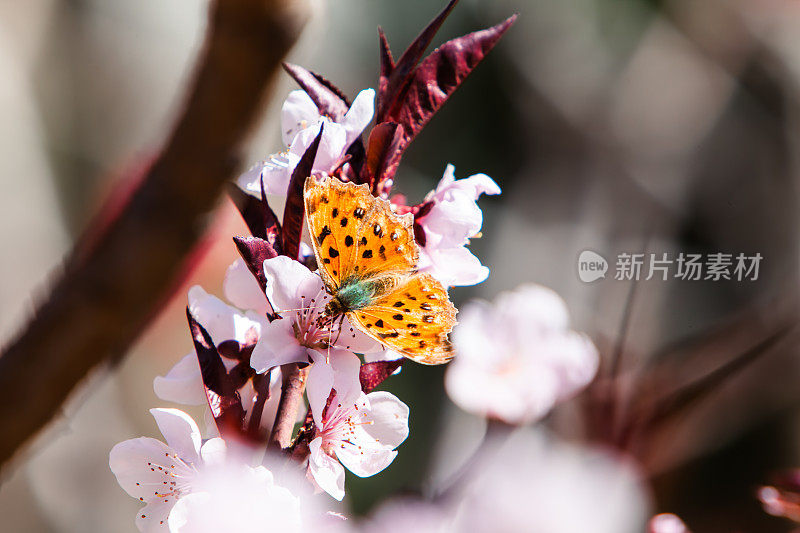 蝴蝶在樱花树上