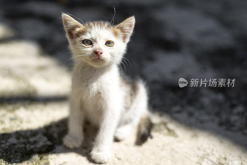 虎斑小猫的正面视图。一只疯狂而惊讶的小猫正用它的大眼睛看着镜头。猫的肖像。