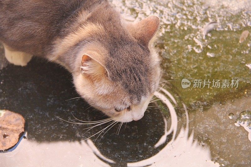 猫喝水