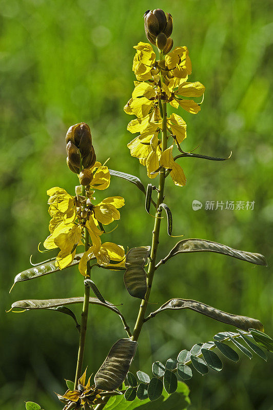 番泻叶是一种豆科开花植物，俗称烛花、非洲番泻叶、爆米花番泻叶。纳库鲁湖国家公园，肯尼亚