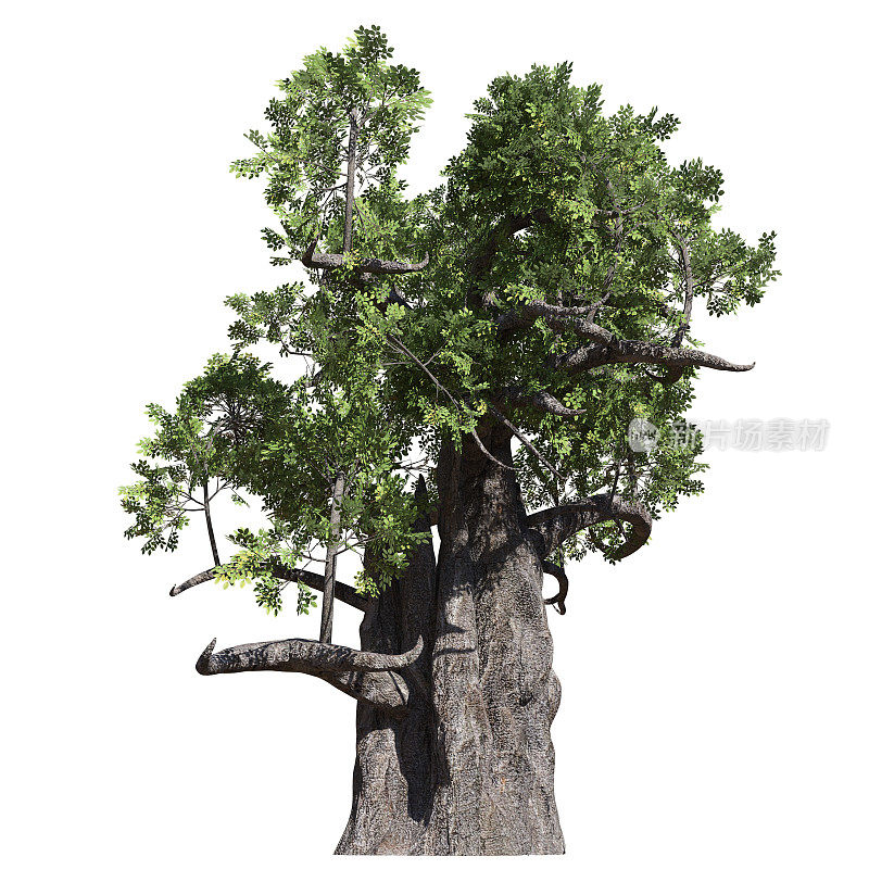 幻想树3d插图孤立在白色背景