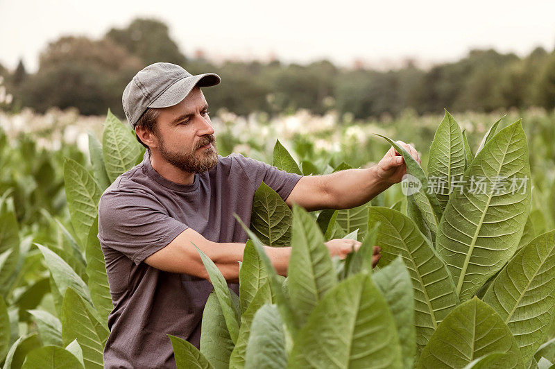 年轻的农民正在检查烟草植株的叶子