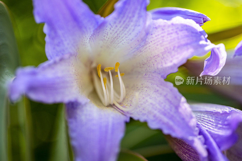 特写美丽的紫色紫罗兰花与雄蕊和花粉，背景与副本空间