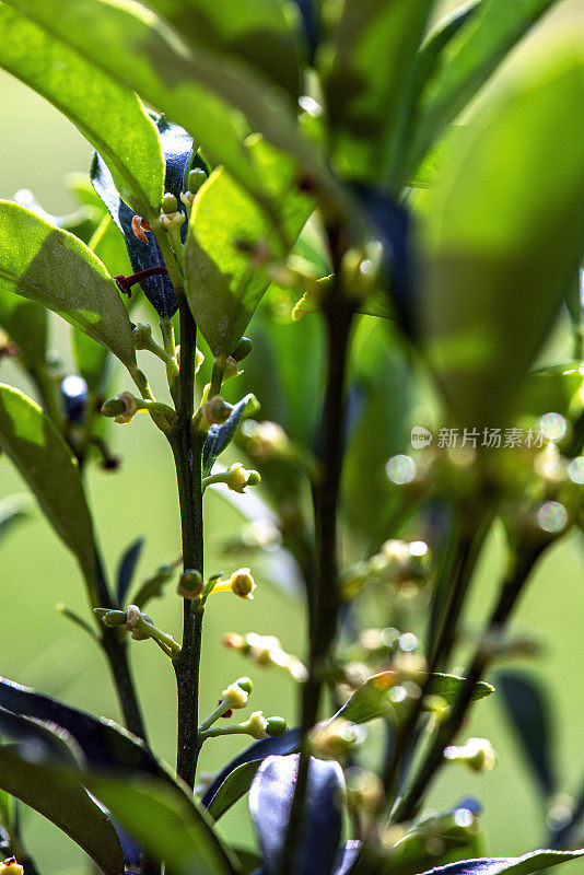 花园中金桔树苗发芽和发芽的特写