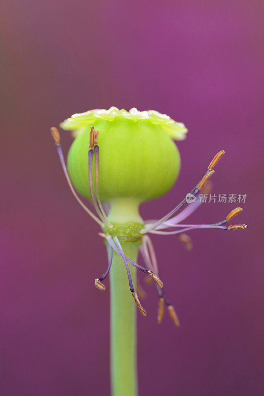 种子荚果具雄蕊。