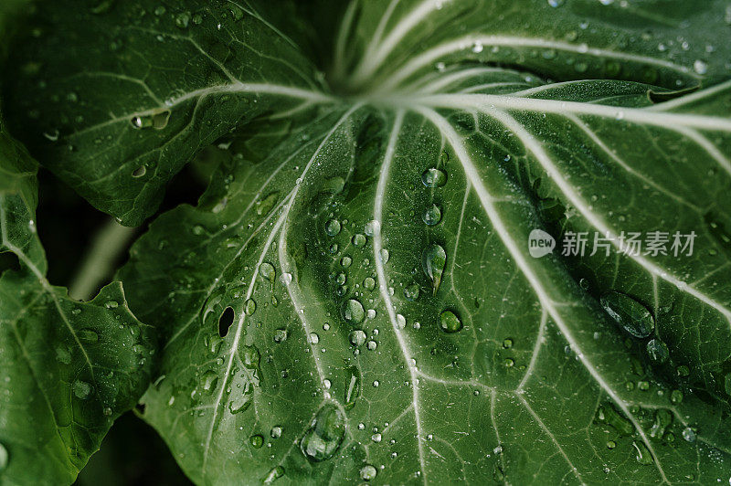 水滴在卷心菜叶子上