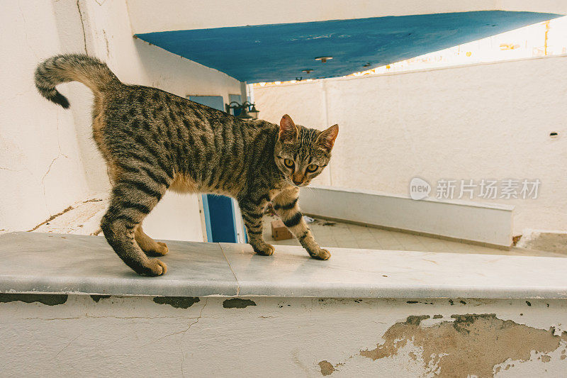 卡尔帕索斯的众多流浪猫之一