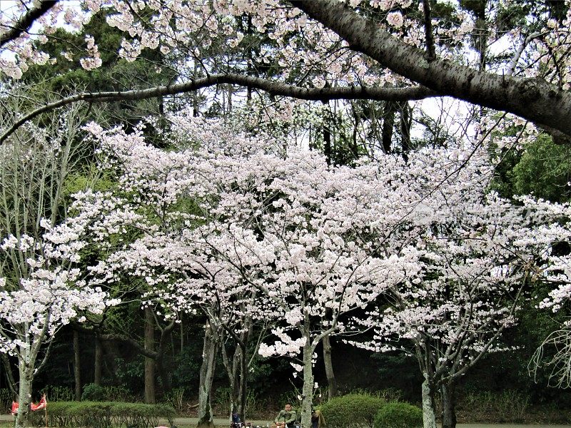 日本。3月底。公园里的樱花。