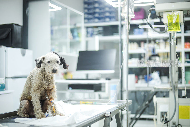 兽医诊所，动物手术与治疗，宠物爱，宠物画像