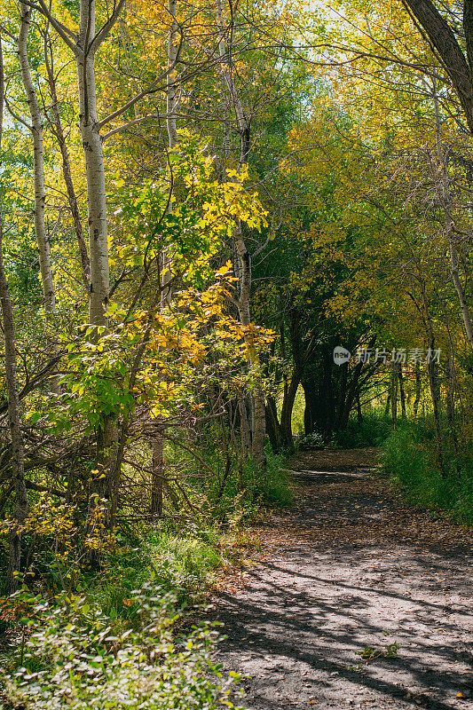 林间小路