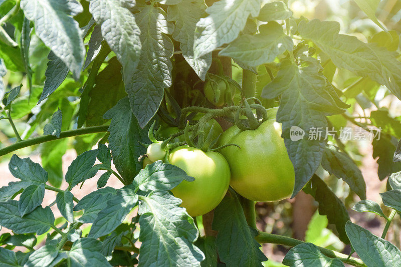 花园里的西红柿。新鲜有机的番茄生长在番茄植株上