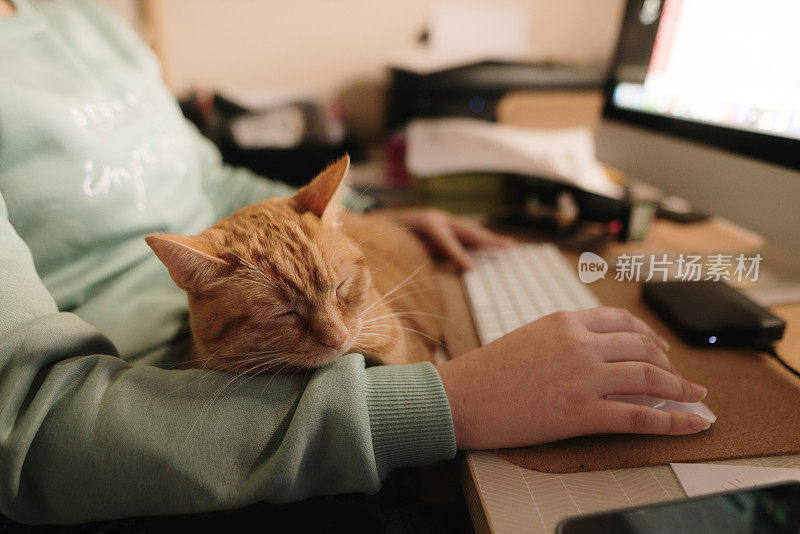 主人在电脑前工作时，猫躺在她身上