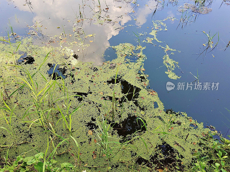 新鲜浮萍或水扁豆