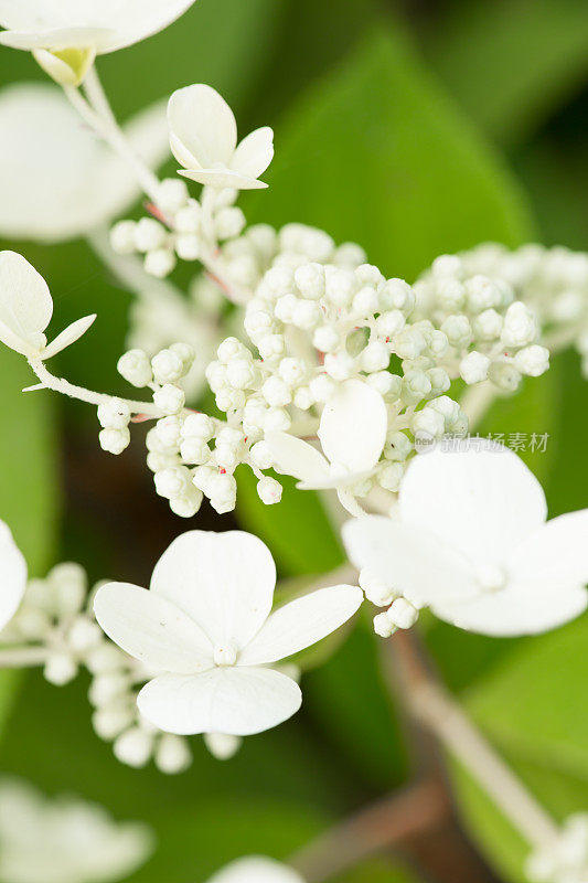 白色水杨花正在萌芽