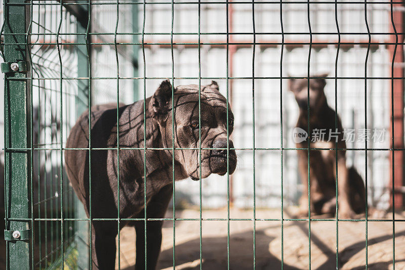 悲伤的甘蔗corso狗在动物收容所的监狱后摆姿势