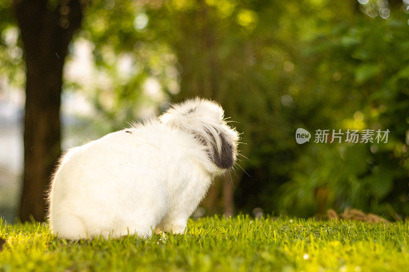 一只可爱的小白兔躺在草地上。