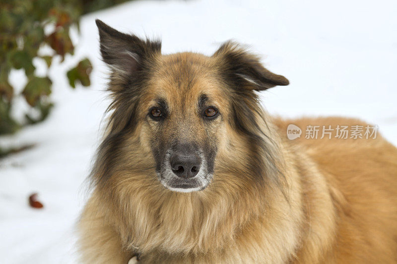 比利时牧羊犬看着相机