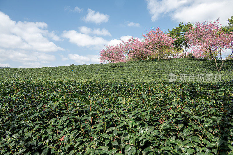 在绿茶园里种植的开花樱桃